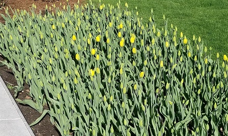 Capitol Tulips.jpg
