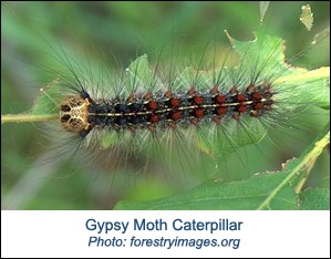 Gypsy Moth.jpg