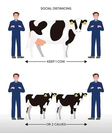Cow social distancing UW credit.jpg