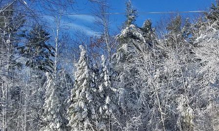 Snow on the Trees.jpg