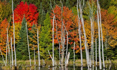 Taylor County - Fall Colors.jpg