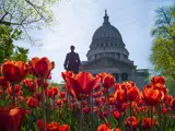 The State Capitol appears behind tulips blooming in the spring. 