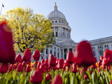 The Wisconsin State Capitol in the spring. The photo is take from down amongst a patch of red tulips. The sun is shining and the sky is blue. In the midground, a large tree is starting to bud.