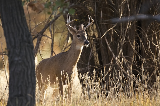 In Wisconsin, chronic wasting disease is concentrated among white-tailed deer in southwestern and southeastern counties. Photo credit: Scott Bauer, USDA Agricultural Research Service